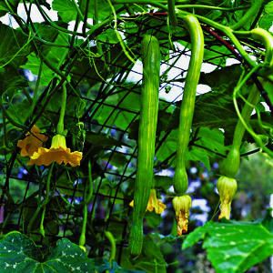 green beans growing on the side of a plant with yellow flowers hanging from it's stems