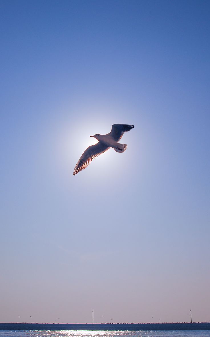 a seagull flying over the ocean under a blue sky with the sun in the background