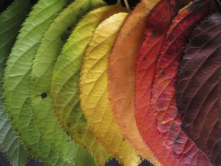 rainbow colored leaves are arranged in a row