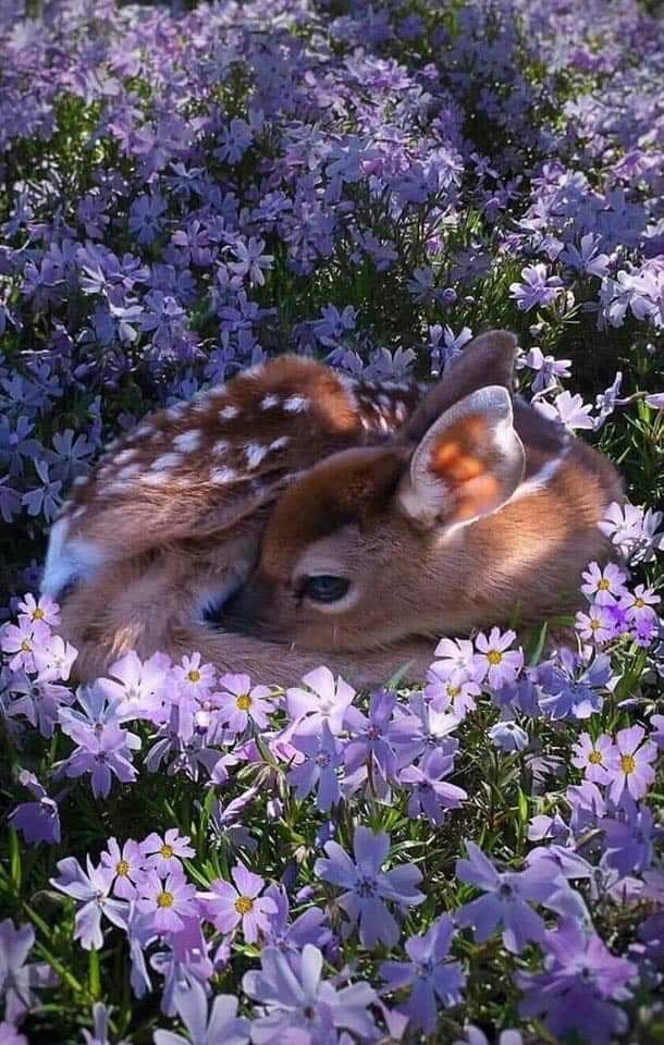 two fawns laying in the middle of purple flowers