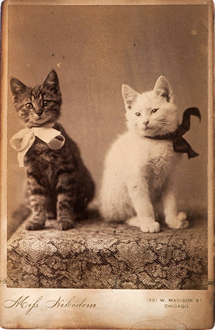 two kittens sitting next to each other in an old fashioned photo, one is wearing a bow tie