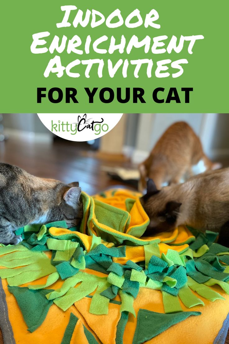 two cats playing with each other on top of a cat bed that is covered in green and yellow felt