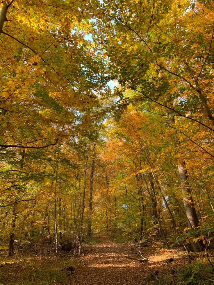 a dirt road surrounded by lots of trees with yellow leaves on the ground and in the foreground