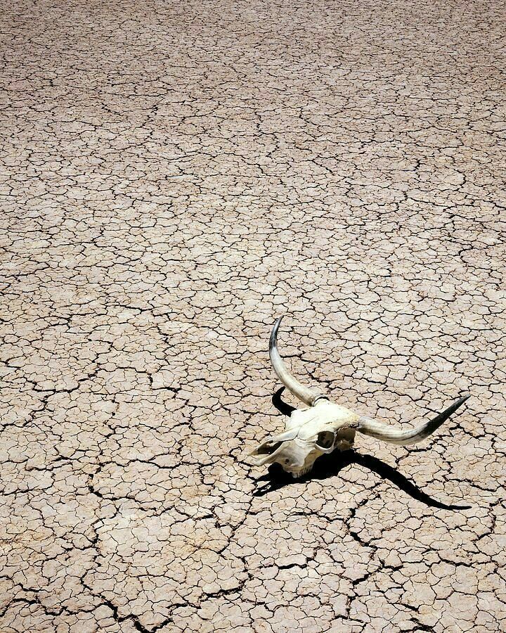 a cow skull laying on top of dry ground