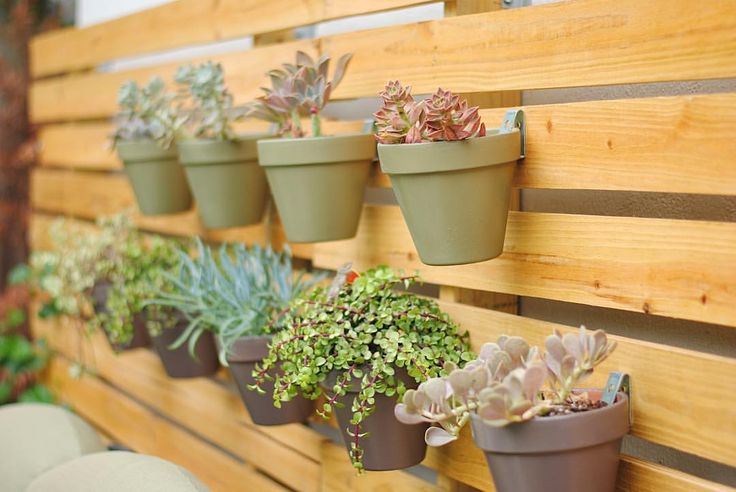 there are many potted plants on the wall