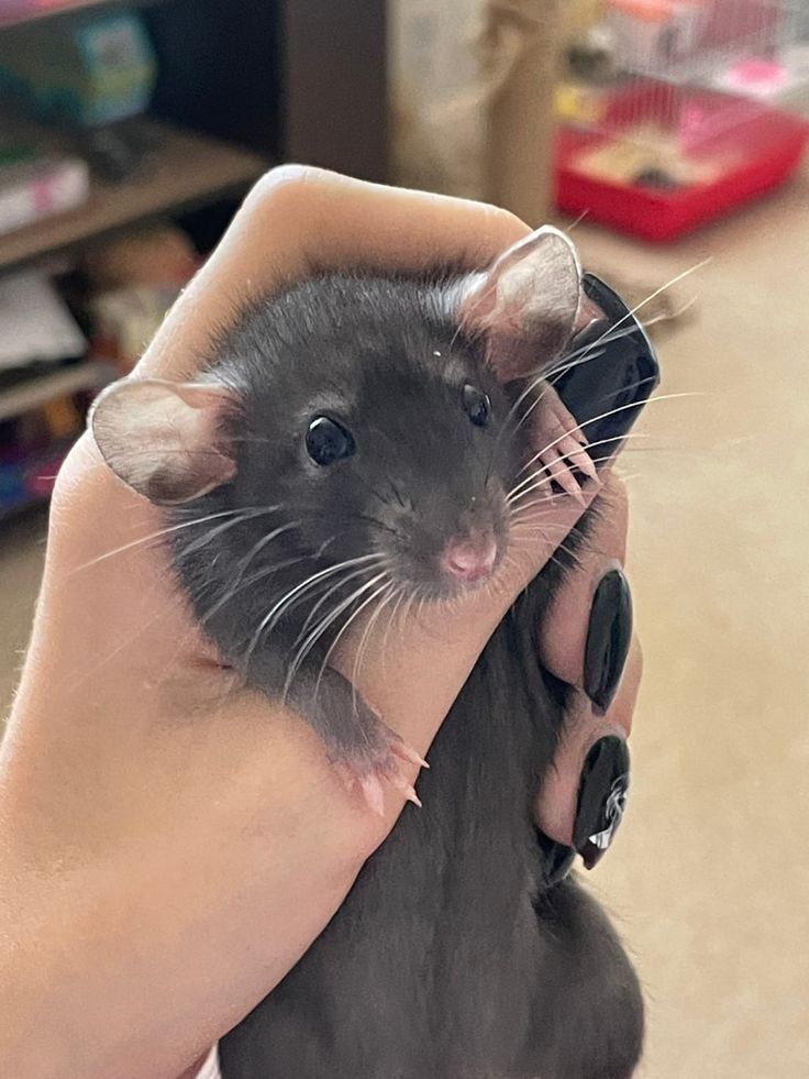 Pet Rats Cute, Rats Cute, Cute Animal Pfp, Rat Pet, Rattus Rattus, Funny Animal Pics, Animal Pfp, Cute Animal Character, Baby Rats