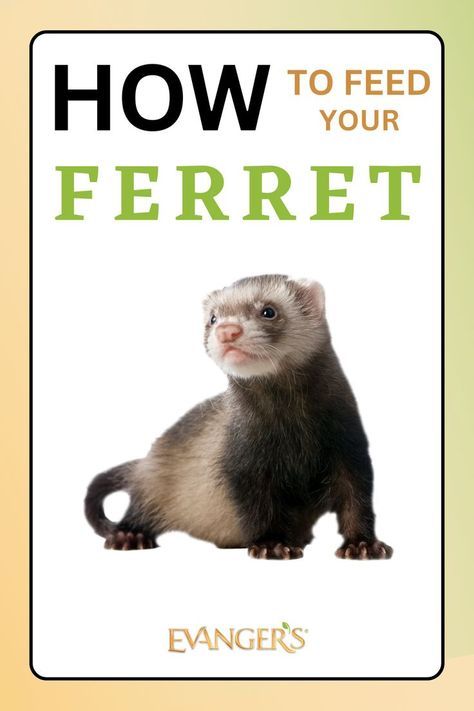 an animal that is sitting down with the words how to feed your ferret