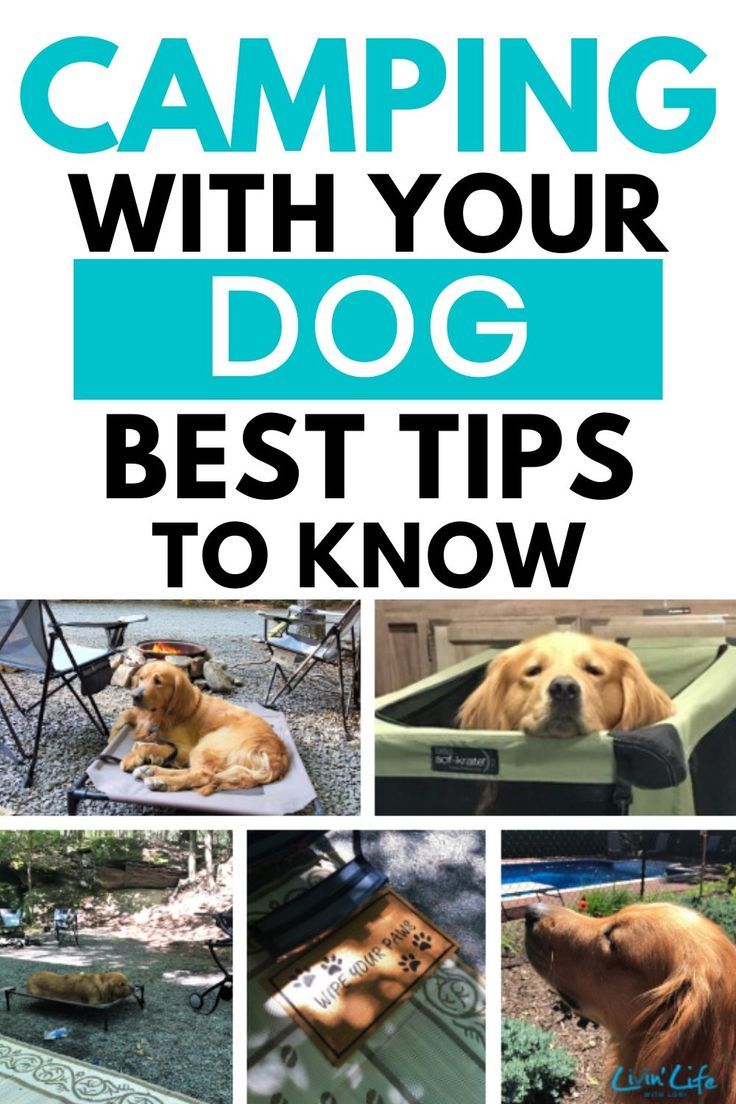 camping with your dog best tips to know