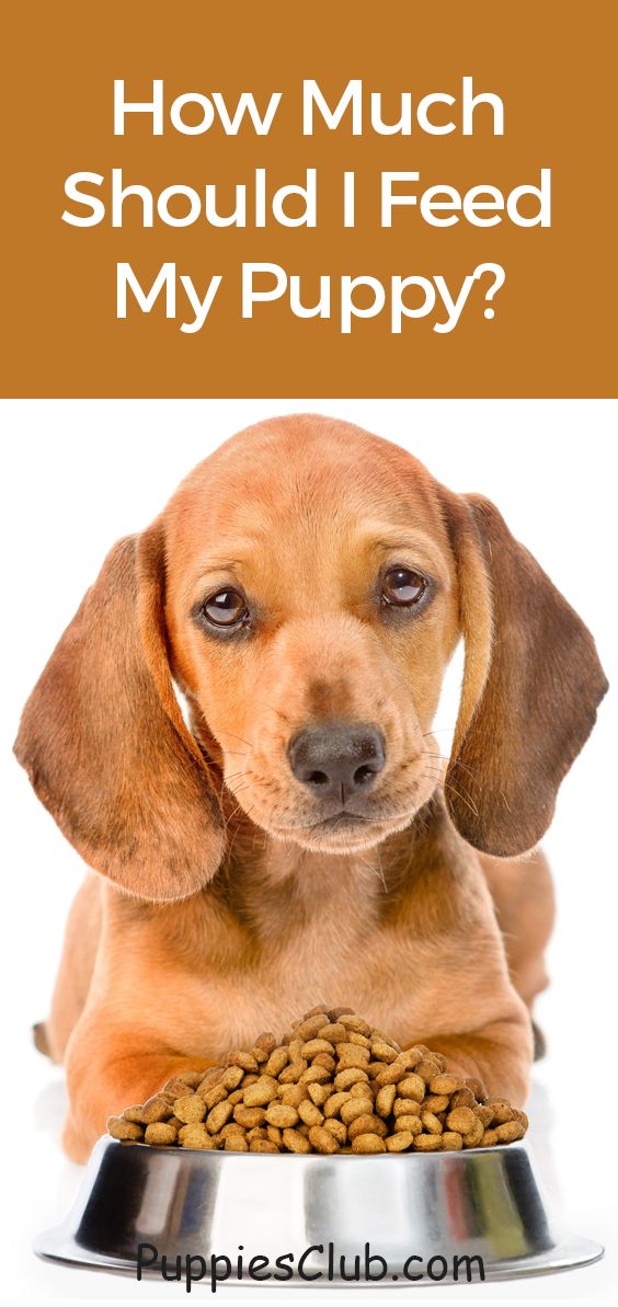 a dog is sitting in front of a bowl of food with the words how much should i feed my puppy?