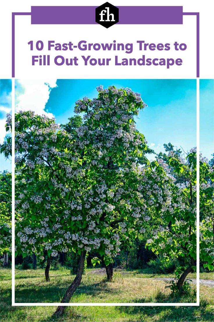 a tree with white flowers on it and the words 10 fast growing trees to fill out your landscape