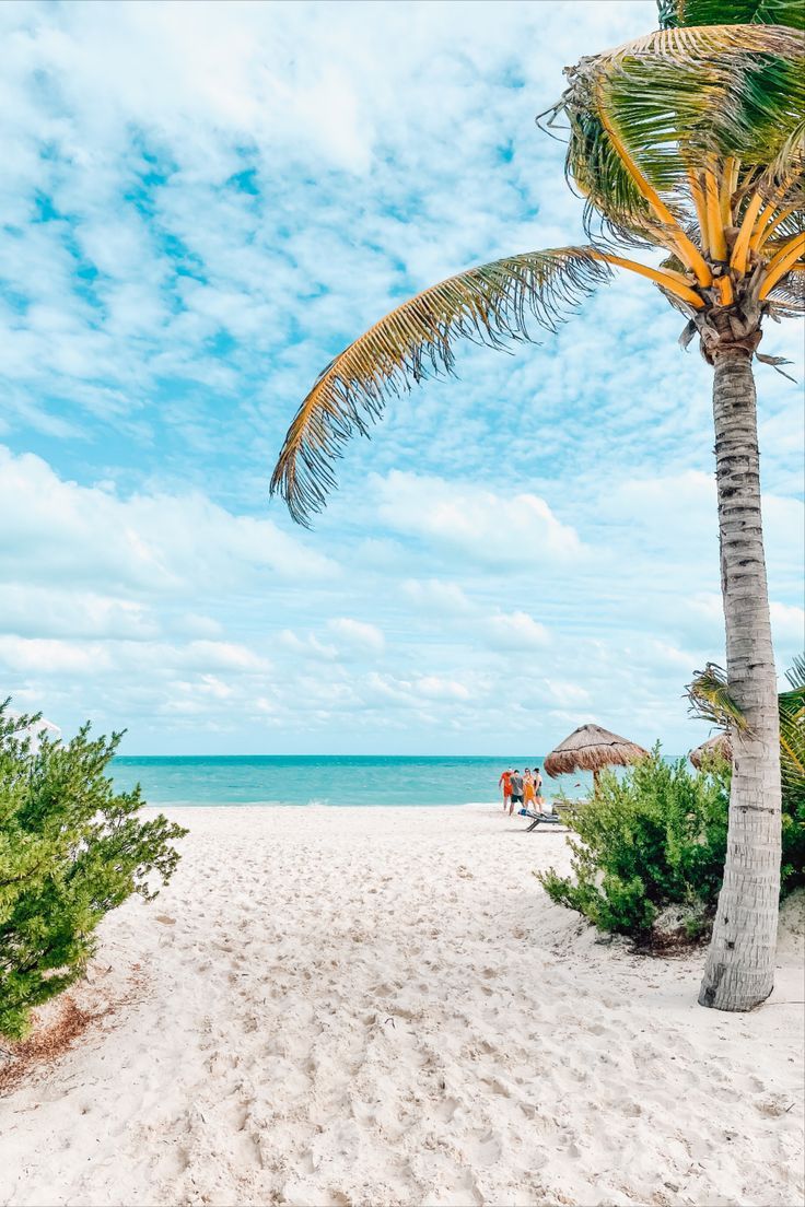 palm trees on the beach with people under them