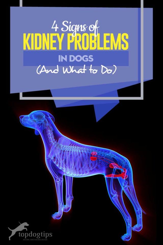 a dog with the words 4 signs of kidney problems in dogs and what to do