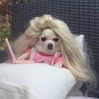 a dog with blonde hair and glasses sitting on a bed