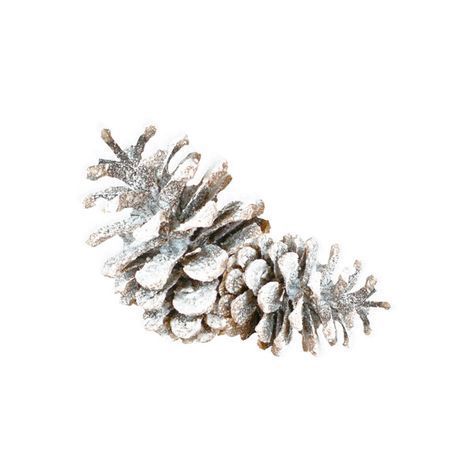 a pine cone covered in snow on a white background