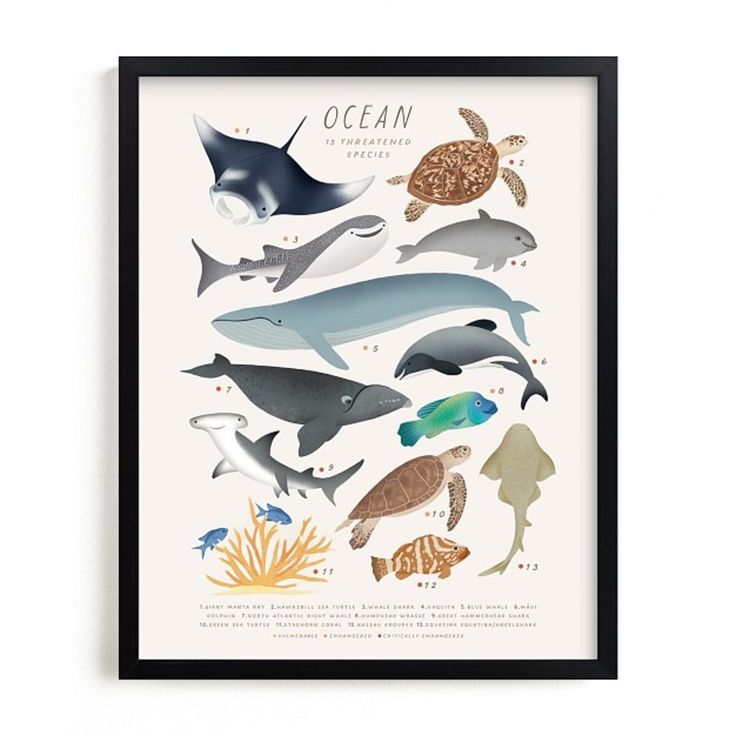 a framed poster with different types of sea animals on it's sides and the words ocean written below