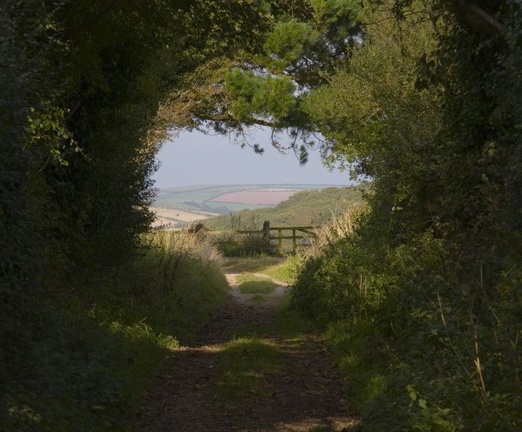 a dirt road that is surrounded by trees