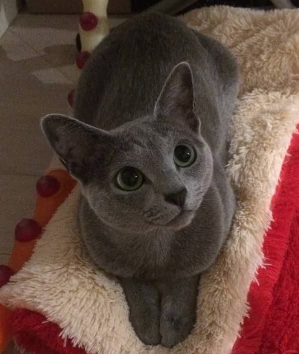 a gray cat sitting on top of a blanket