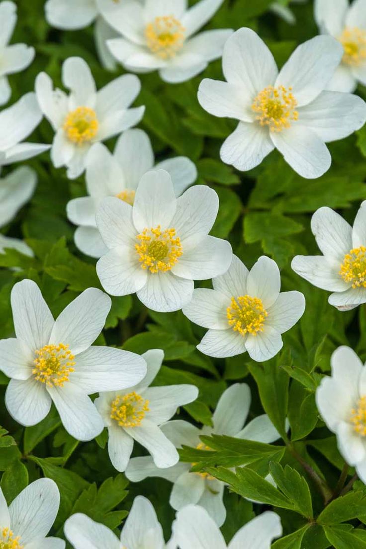 white flowers with yellow center surrounded by green leaves