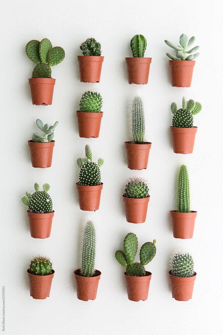 many different kinds of cactus in small pots