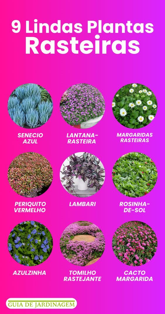 the spanish language poster shows different types of plants and flowers in various colors, sizes and shapes