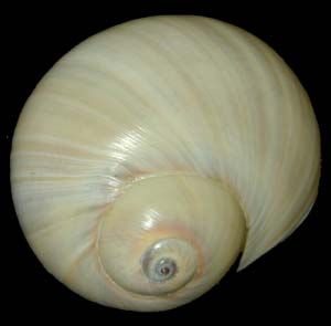 a close up of a shell on a black background