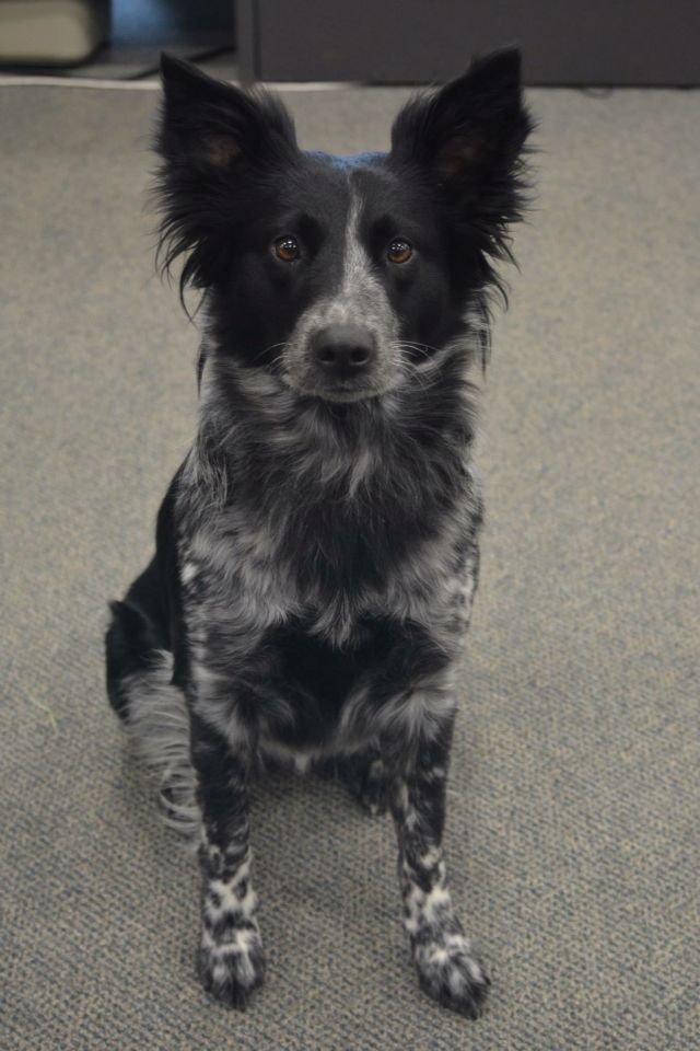 a black and white dog sitting on the floor