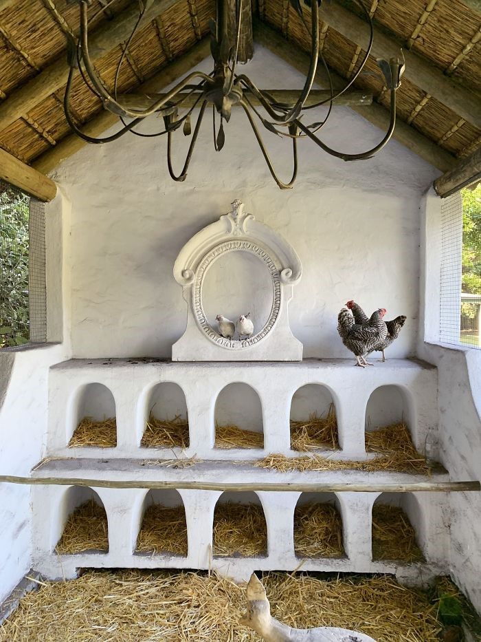 an outdoor chicken coop with two chickens on the floor and one laying down in hay