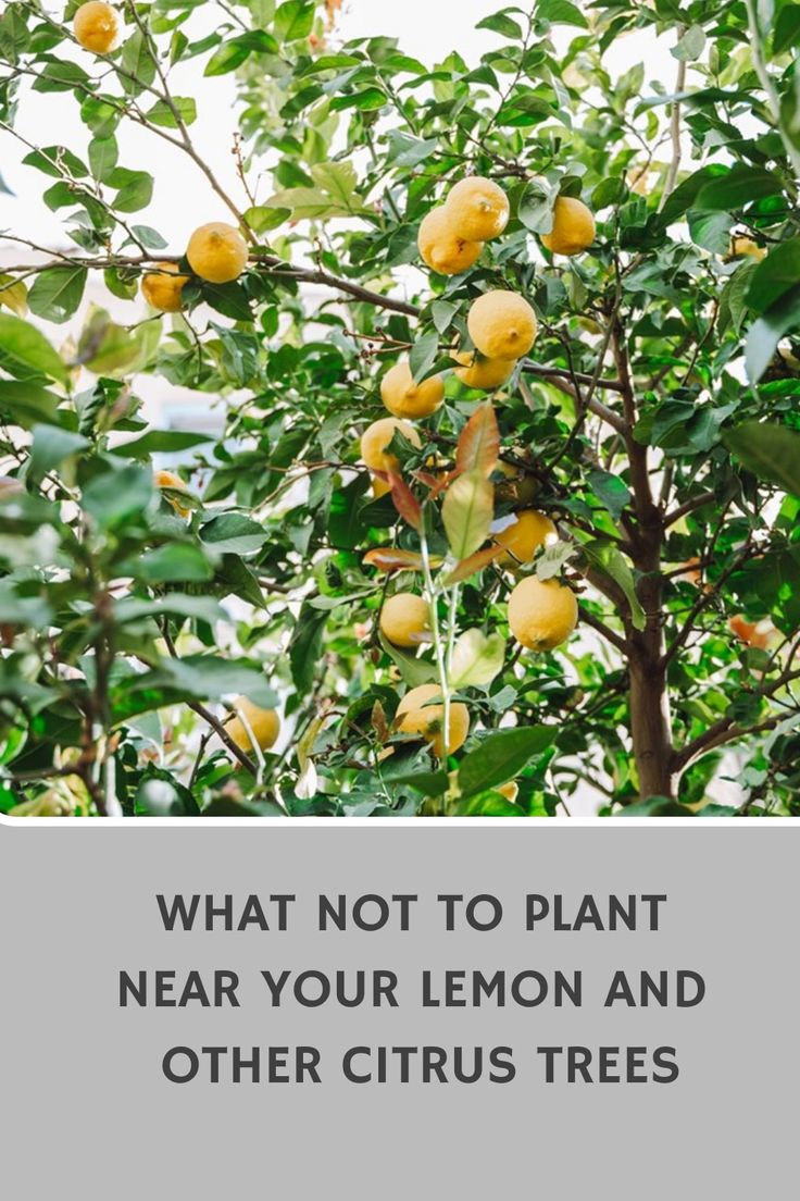 lemon tree with the words what not to plant near your lemon and other citrus trees