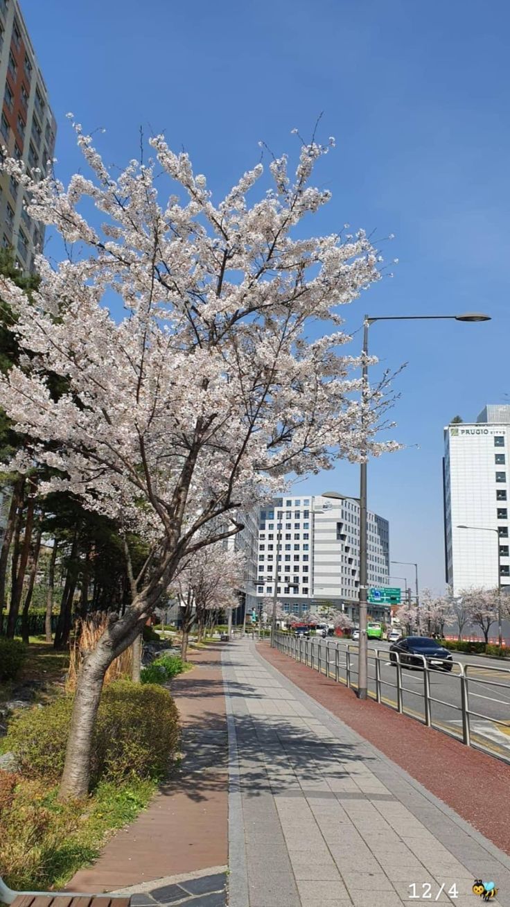 a tree with white flowers in the middle of a sidewalk next to a city street