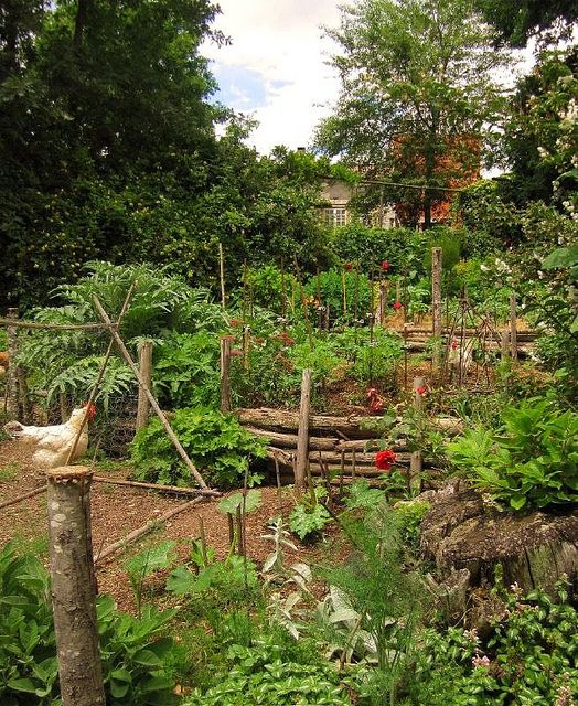 an outdoor garden with lots of plants and trees