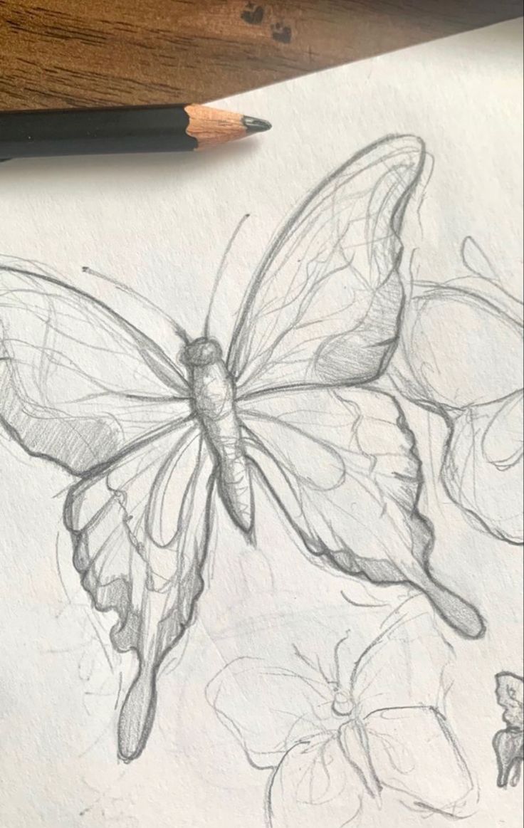 a pencil drawing of a butterfly on paper