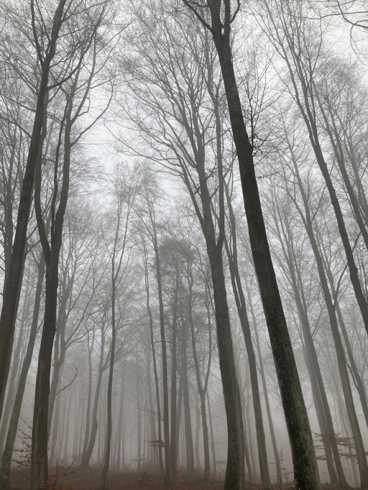 trees in the fog with leaves on the ground