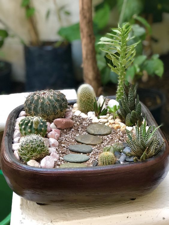 a potted plant with rocks and succulents in it