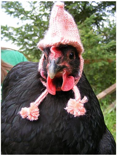 a black chicken with a pink hat on it's head