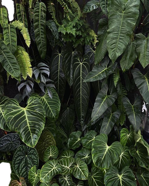 a large group of green plants and trees