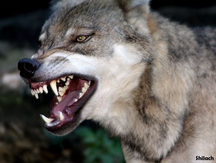 Snarling Wolf, Angry Wolf, Wolf Photos, Wolf Wallpaper, Wolf Love, Wild Wolf, Wolf Pictures, Wolf Spirit, Wolf Tattoos