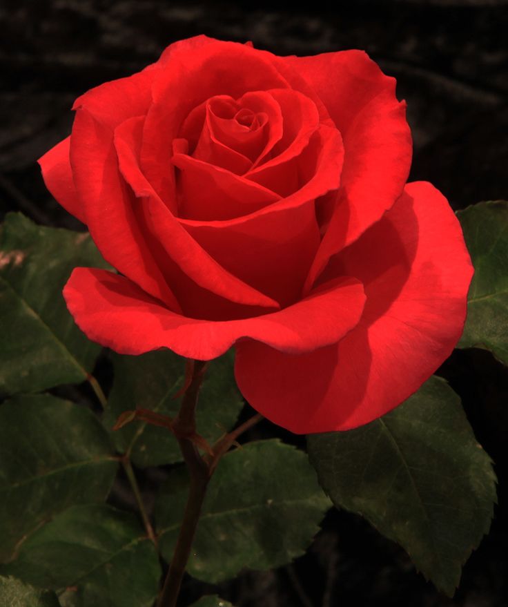 a single red rose with green leaves in the foreground and dark background behind it