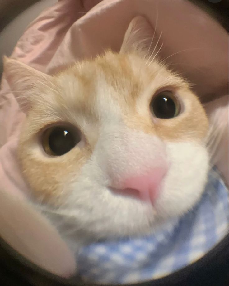 an orange and white cat wearing a blue tie