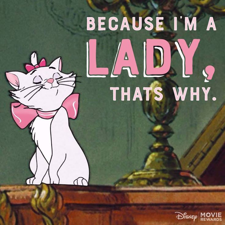 an image of a cat that is sitting on top of a table with the caption, because i'm a lady, thats why