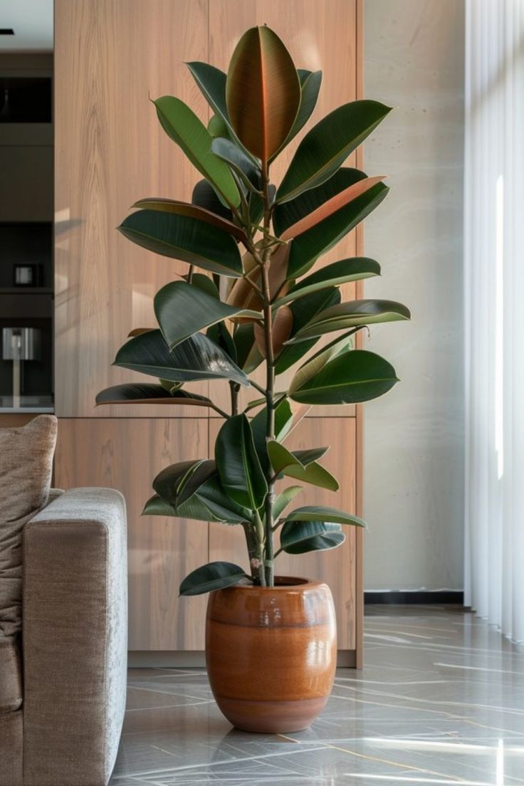 Potted rubber plant placed beside a couch in a modern living room. Scandinavian Indoor Plants, Interior Plants Decoration Office, Plants In Interior Design, Indoor Trees Plants, Plants In Home Office, Indoor Plants Decor Apartments, Office Decor With Plants, Indoor Plant Design, Tall House Plants Indoor