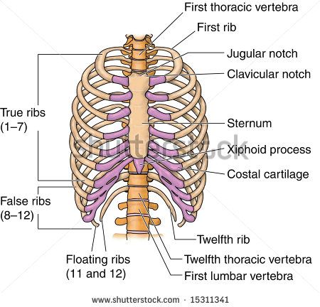 the ribs and ribcage labeled in this diagram are all labeled with labels on each side