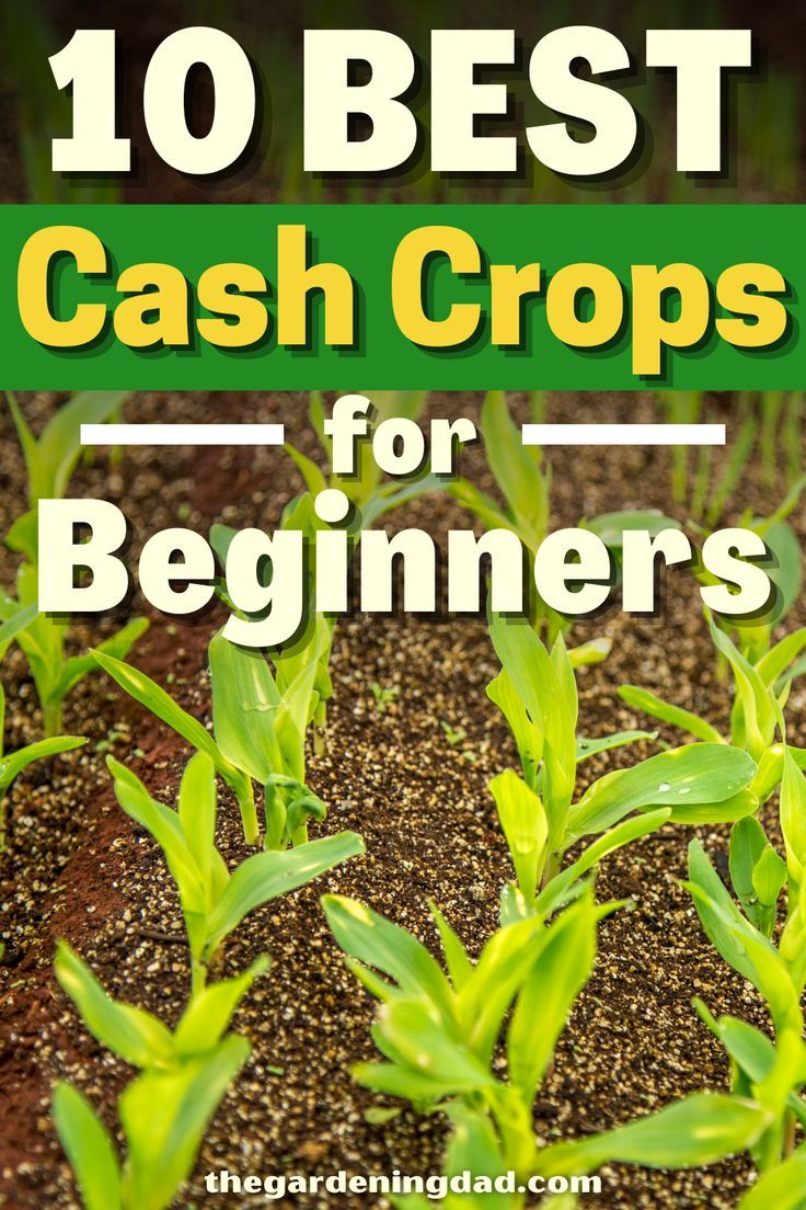 the words 10 best cash crops for beginners are in front of some small plants