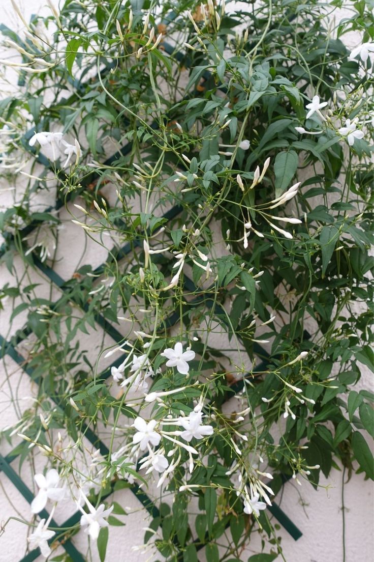 some white flowers and green leaves on a wall