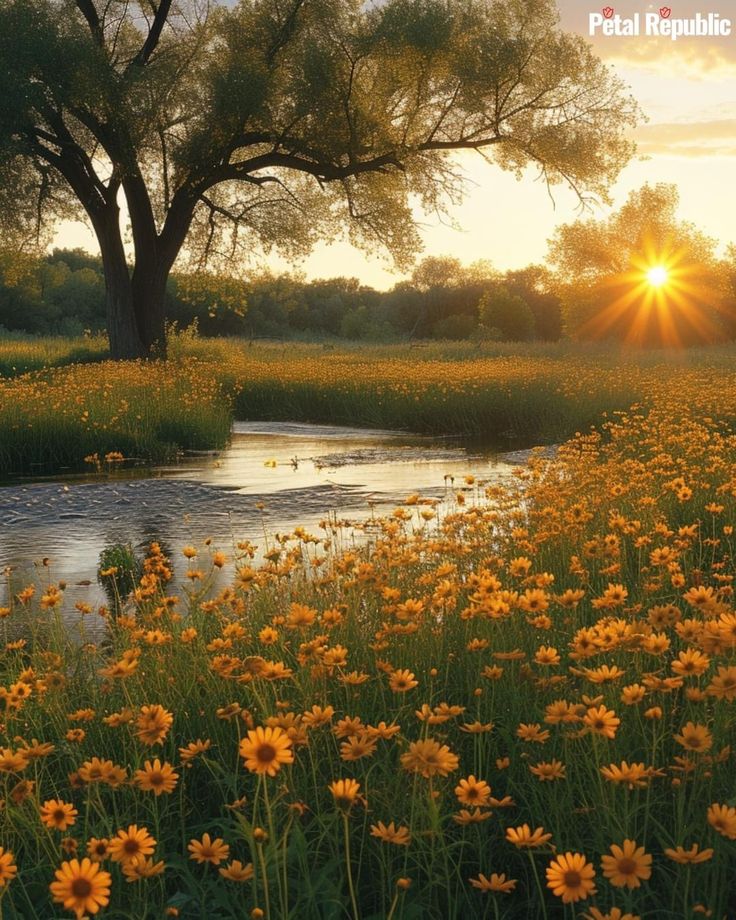 the sun is setting over a river with wildflowers