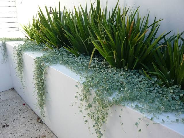 some plants are growing on the side of a white wall in front of a window