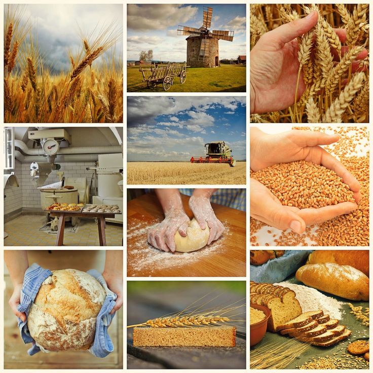 a collage of pictures with bread, wheat and other things to eat on the table