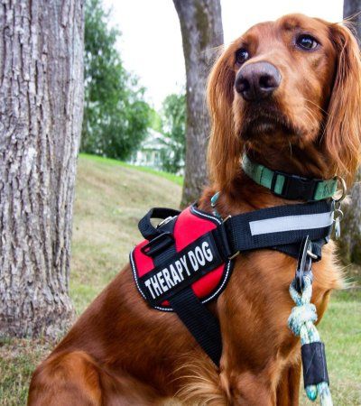 a brown dog wearing a red and black therapy vest sitting in the grass next to a tree