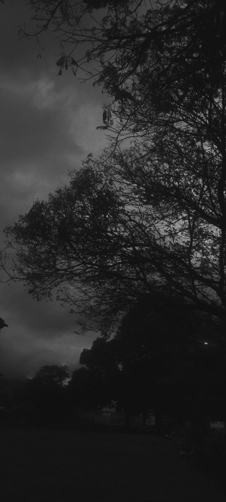 black and white photograph of trees with cloudy sky