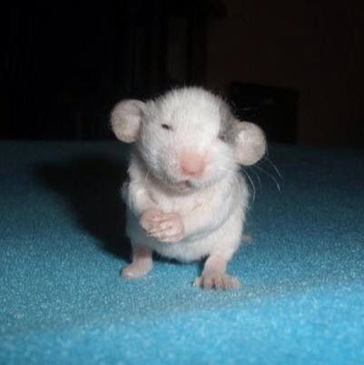 a white rat sitting on top of a blue carpet next to a sign that says please sir may i have some more cheese?