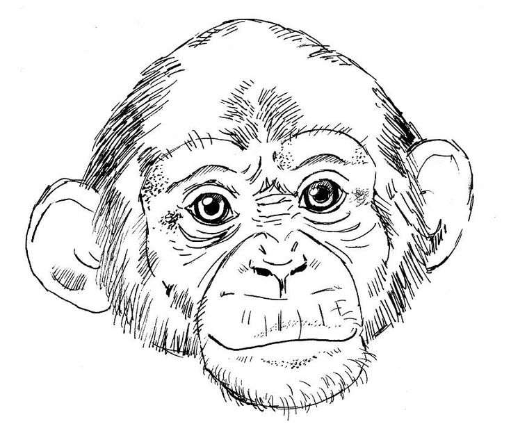 a drawing of a monkey with big eyes